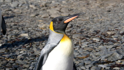 Close up of a king penguin (Aptenodytes patagonicus) at Jason Harbor on South Georgia Island