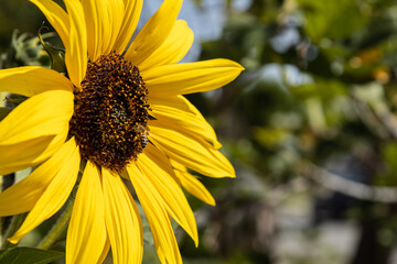 Sunflower With Honey Bee
