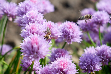 bees flying among beautiful pink flowers