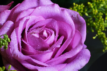 pink rose close up