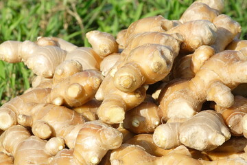 しょうがの収穫　笊に生姜が山盛り
Ginger harvest: a heap of ginger on a bamboo basket