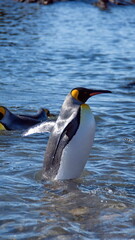 Fototapeta na wymiar King penguin (Aptenodytes patagonicus) in shallow water at Jason Harbor on South Georgia Island