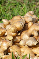 しょうがの収穫　笊に生姜が山盛り
Ginger harvest: a heap of ginger on a bamboo basket