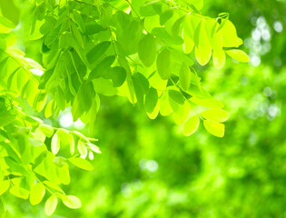 Fototapeta na wymiar 爽やかな新緑の風景、緑の葉のクローズアップ