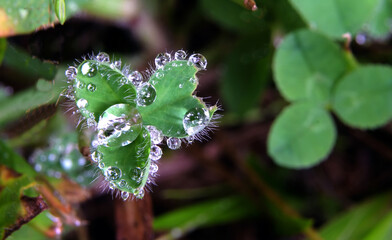rain drops on a leaf