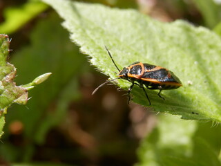 葉の縁に乗っている「ナガメ」
