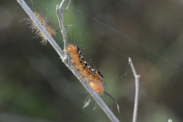 close up of caterpillar