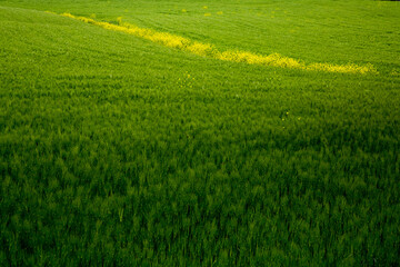 Fototapeta na wymiar a barley field