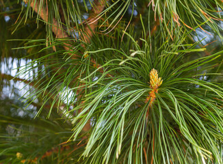 close-up Kidney coniferous tree. young shoots of coniferous cedar or Siberian pine in sunny weather