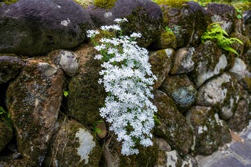 光を浴びて輝く満開の白い芝桜