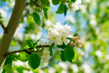 A flowering branch of an apple tree