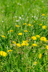 A blooming summer meadow with dandelions.