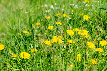 A blooming summer meadow with dandelions.