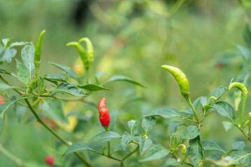 Chilli peppers or red and green chilies in farm
