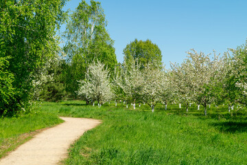 Blooming apple alleys on a sunny summer day.