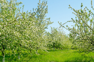 Fototapeta na wymiar Blooming apple alleys on a sunny summer day.