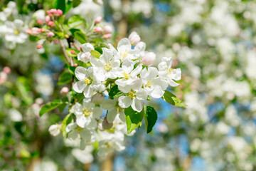 A flowering branch of an apple tree