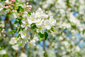 A flowering branch of an apple tree