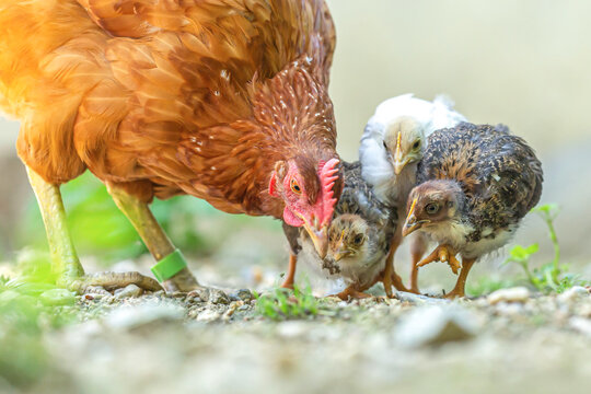Portrait of a free-range brown clucking hen watching over her young chicks during molt in summer outdoors
