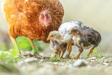 Portrait of a free-range brown clucking hen watching over her young chicks during molt in summer...
