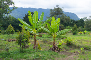 green banana tree at farm in Thailand