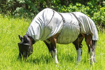 Fly protection during summertime: Portrait of a horse wearing a fly protection rug on a pasture in...