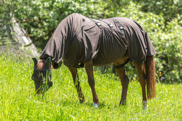 Fly protection during summertime: Portrait of a horse wearing a fly protection rug on a pasture in summer outdoors