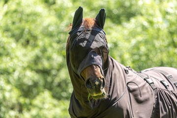Fly protection during summertime: Portrait of a horse wearing a fly protection rug on a pasture in...