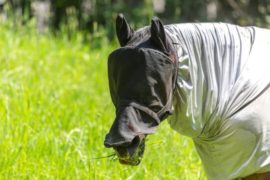 Fly protection during summertime: Portrait of a horse wearing a fly protection rug on a pasture in summer outdoors