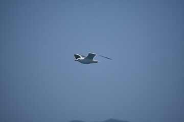 Pigeon flying with open wings, Dove in the air with wings wide open in-front of the blue sky Selective focus. Copy space.