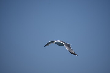 Pigeon flying with open wings, Dove in the air with wings wide open in-front of the blue sky Selective focus. Copy space.