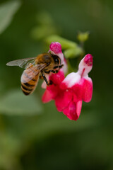 bee on flower