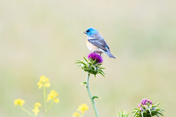 Lazuli Bunting on a Flower