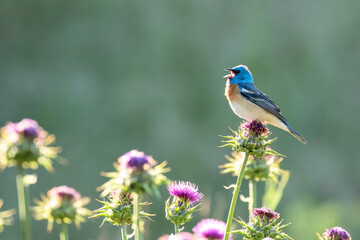 Lazuli Bunting