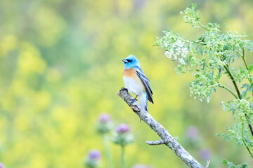 Lazuli Bunting