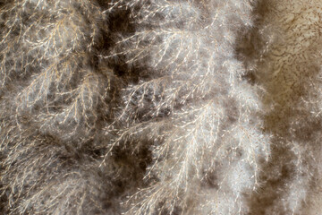 Close up photo of grass flower for background or wallpaper