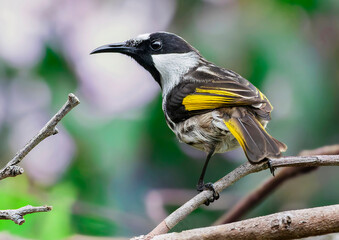 White-cheeked Honeyeater