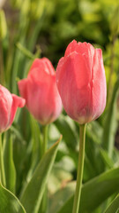 Blooming pink tulips in the spring garden.