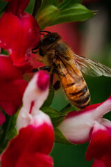 bee on a flower