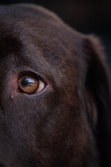 black labrador retriever