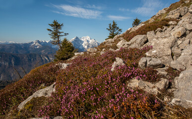 Flowers in the mountain landscape with snow on the peaks