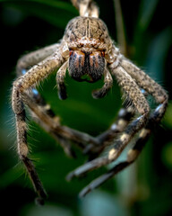 spider on a leaf