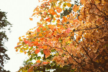 A background of autumn leaves on a tree.