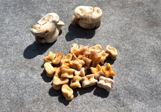 The traditional Kazakh game of asyks (alchiks) and one of the most common children's games in Central Asia. High quality photo