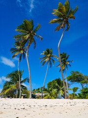 palm trees on the beach