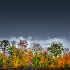 Fototapeta na wymiar Banner with hiking trail through dense woods as northern hemisphere jungle with many different plants in golden Autumn colors and dramatic rainy sky. With copy space gradient background.