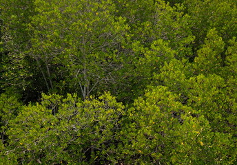 green grass background