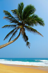 Fototapeta na wymiar Tropical beach with palm in Sri Lanka