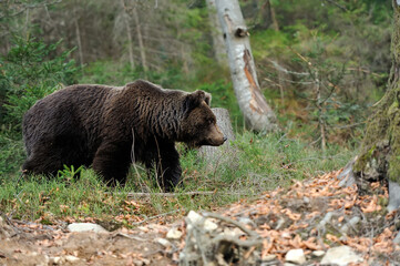 Obraz na płótnie Canvas Young brown bear in the wild forest