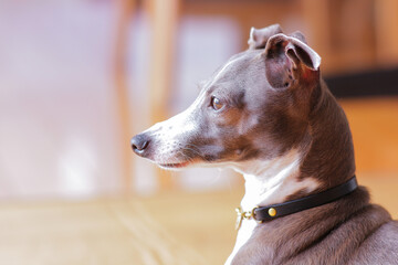 我が家の凛々しいイタグレ